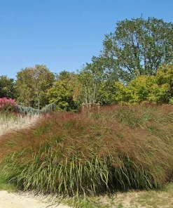 100 Ruby Silk Lovegrass Seeds - Ornamental Eragrostis Tef Grass - Image 2