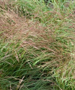 100 Ruby Silk Lovegrass Seeds - Ornamental Eragrostis Tef Grass - Image 3