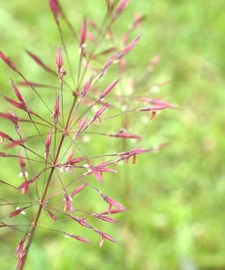 100 Ruby Silk Lovegrass Seeds - Ornamental Eragrostis Tef Grass - Image 4