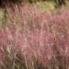 100 Ruby Silk Lovegrass Seeds - Ornamental Eragrostis Tef Grass - Image 1