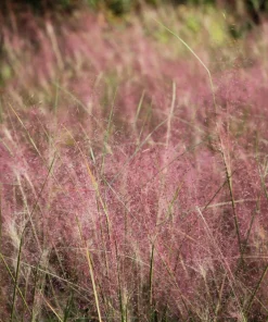 100 Ruby Silk Lovegrass Seeds - Ornamental Eragrostis Tef Grass - Image 1
