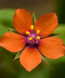 100 Scarlet Pimpernel (Adder's Eyes) Anagallis Arvensis Flower Seeds - Image 10
