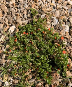 100 Scarlet Pimpernel (Adder's Eyes) Anagallis Arvensis Flower Seeds - Image 11