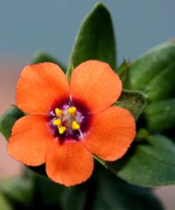 100 Scarlet Pimpernel (Adder's Eyes) Anagallis Arvensis Flower Seeds - Image 2