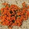 100 Scarlet Pimpernel (Adder's Eyes) Anagallis Arvensis Flower Seeds - Image 1