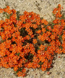 100 Scarlet Pimpernel (Adder's Eyes) Anagallis Arvensis Flower Seeds - Image 1