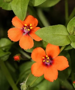 100 Scarlet Pimpernel (Adder's Eyes) Anagallis Arvensis Flower Seeds - Image 3