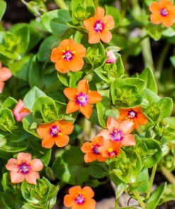 100 Scarlet Pimpernel (Adder's Eyes) Anagallis Arvensis Flower Seeds - Image 4