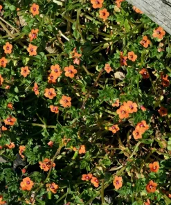100 Scarlet Pimpernel (Adder's Eyes) Anagallis Arvensis Flower Seeds - Image 5