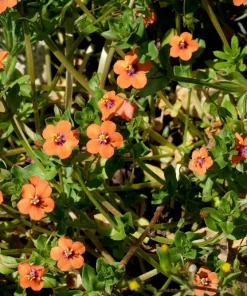 100 Scarlet Pimpernel (Adder's Eyes) Anagallis Arvensis Flower Seeds - Image 6