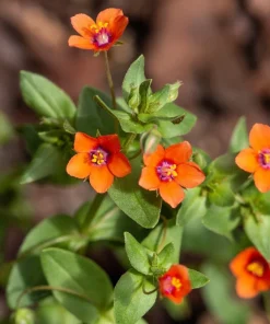 100 Scarlet Pimpernel (Adder's Eyes) Anagallis Arvensis Flower Seeds - Image 7