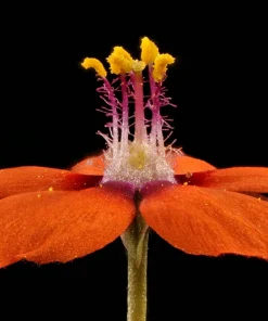 100 Scarlet Pimpernel (Adder's Eyes) Anagallis Arvensis Flower Seeds - Image 8
