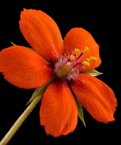 100 Scarlet Pimpernel (Adder's Eyes) Anagallis Arvensis Flower Seeds - Image 9