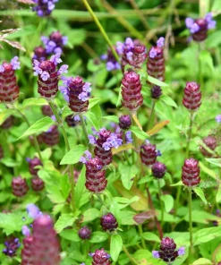 100 Self Heal Prunella Vulgaris Seeds - Purple Herb Flower - Image 10