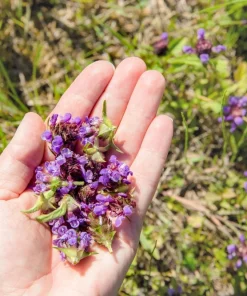 100 Self Heal Prunella Vulgaris Seeds - Purple Herb Flower - Image 11