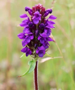 100 Self Heal Prunella Vulgaris Seeds - Purple Herb Flower - Image 12