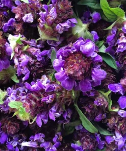 100 Self Heal Prunella Vulgaris Seeds - Purple Herb Flower - Image 2