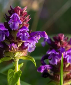 100 Self Heal Prunella Vulgaris Seeds - Purple Herb Flower - Image 3