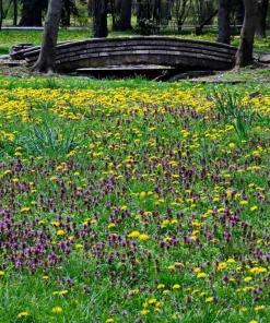 100 Self Heal Prunella Vulgaris Seeds - Purple Herb Flower - Image 5