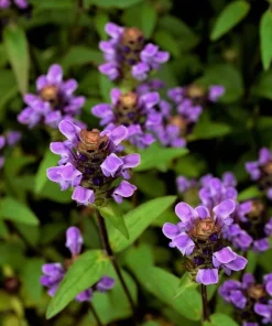 100 Self Heal Prunella Vulgaris Seeds - Purple Herb Flower - Image 6
