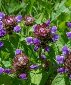 100 Self Heal Prunella Vulgaris Seeds - Purple Herb Flower - Image 7