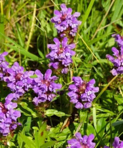 100 Self Heal Prunella Vulgaris Seeds - Purple Herb Flower - Image 8