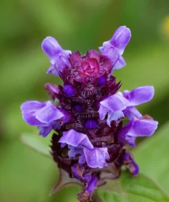 100 Self Heal Prunella Vulgaris Seeds - Purple Herb Flower - Image 9