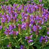 100 Self Heal Prunella Vulgaris Seeds - Purple Herb Flower - Image 1