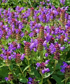 100 Self Heal Prunella Vulgaris Seeds - Purple Herb Flower - Image 1