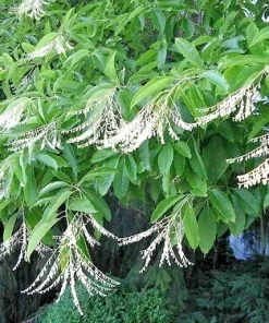 100 Sourwood Tree Seeds (Oxydendrum arboreum) - Deciduous Flowering Tree - Image 2