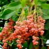 100 Sourwood Tree Seeds (Oxydendrum arboreum) - Deciduous Flowering Tree - Image 1