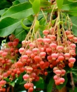 100 Sourwood Tree Seeds (Oxydendrum arboreum) - Deciduous Flowering Tree - Image 1