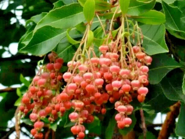 100 Sourwood Tree Seeds (Oxydendrum arboreum) - Deciduous Flowering Tree - Image 1
