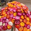 100 Strawflower Seeds, Double Mixed Colors, Xerochrysum Bracteatum - Image 1