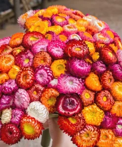 100 Strawflower Seeds, Double Mixed Colors, Xerochrysum Bracteatum - Image 1