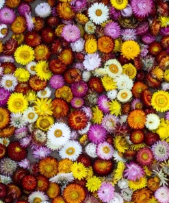 100 Strawflower Seeds, Double Mixed Colors, Xerochrysum Bracteatum - Image 10