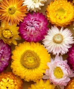 100 Strawflower Seeds, Double Mixed Colors, Xerochrysum Bracteatum - Image 11