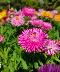 100 Strawflower Seeds, Double Mixed Colors, Xerochrysum Bracteatum - Image 12