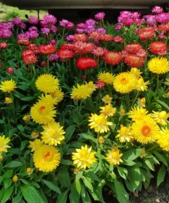 100 Strawflower Seeds, Double Mixed Colors, Xerochrysum Bracteatum - Image 13