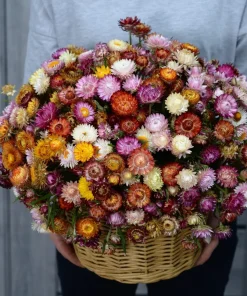 100 Strawflower Seeds, Double Mixed Colors, Xerochrysum Bracteatum - Image 14