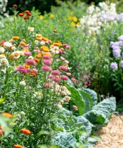 100 Strawflower Seeds, Double Mixed Colors, Xerochrysum Bracteatum - Image 15