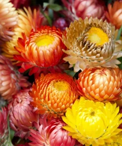 100 Strawflower Seeds, Double Mixed Colors, Xerochrysum Bracteatum - Image 2