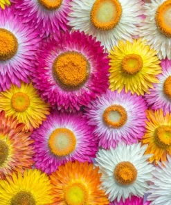 100 Strawflower Seeds, Double Mixed Colors, Xerochrysum Bracteatum - Image 3