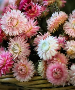 100 Strawflower Seeds, Double Mixed Colors, Xerochrysum Bracteatum - Image 4