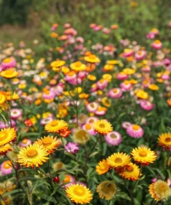 100 Strawflower Seeds, Double Mixed Colors, Xerochrysum Bracteatum - Image 5