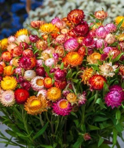 100 Strawflower Seeds, Double Mixed Colors, Xerochrysum Bracteatum - Image 6