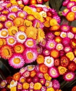 100 Strawflower Seeds, Double Mixed Colors, Xerochrysum Bracteatum - Image 7