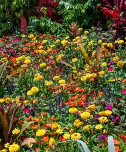 100 Strawflower Seeds, Double Mixed Colors, Xerochrysum Bracteatum - Image 8