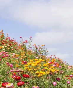 100 Strawflower Seeds, Double Mixed Colors, Xerochrysum Bracteatum - Image 9