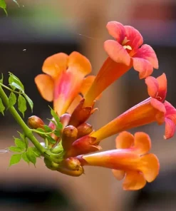 100+ Trumpet Creeper Vine Seeds - Perennial Flower (Campsis radicans) - Image 2